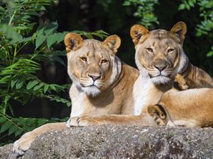 Preview wallpaper lioness, animal, glance, big cat