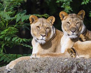 Preview wallpaper lioness, animal, glance, big cat