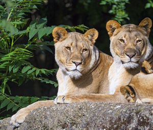 Preview wallpaper lioness, animal, glance, big cat