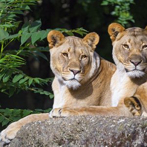 Preview wallpaper lioness, animal, glance, big cat