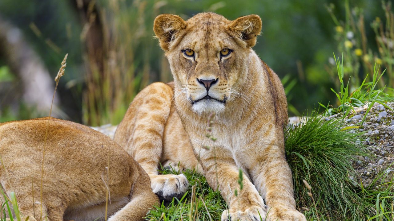 Wallpaper lioness, animal, glance, predator, big cat