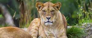 Preview wallpaper lioness, animal, glance, predator, big cat