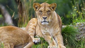 Preview wallpaper lioness, animal, glance, predator, big cat