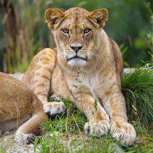 Preview wallpaper lioness, animal, glance, predator, big cat