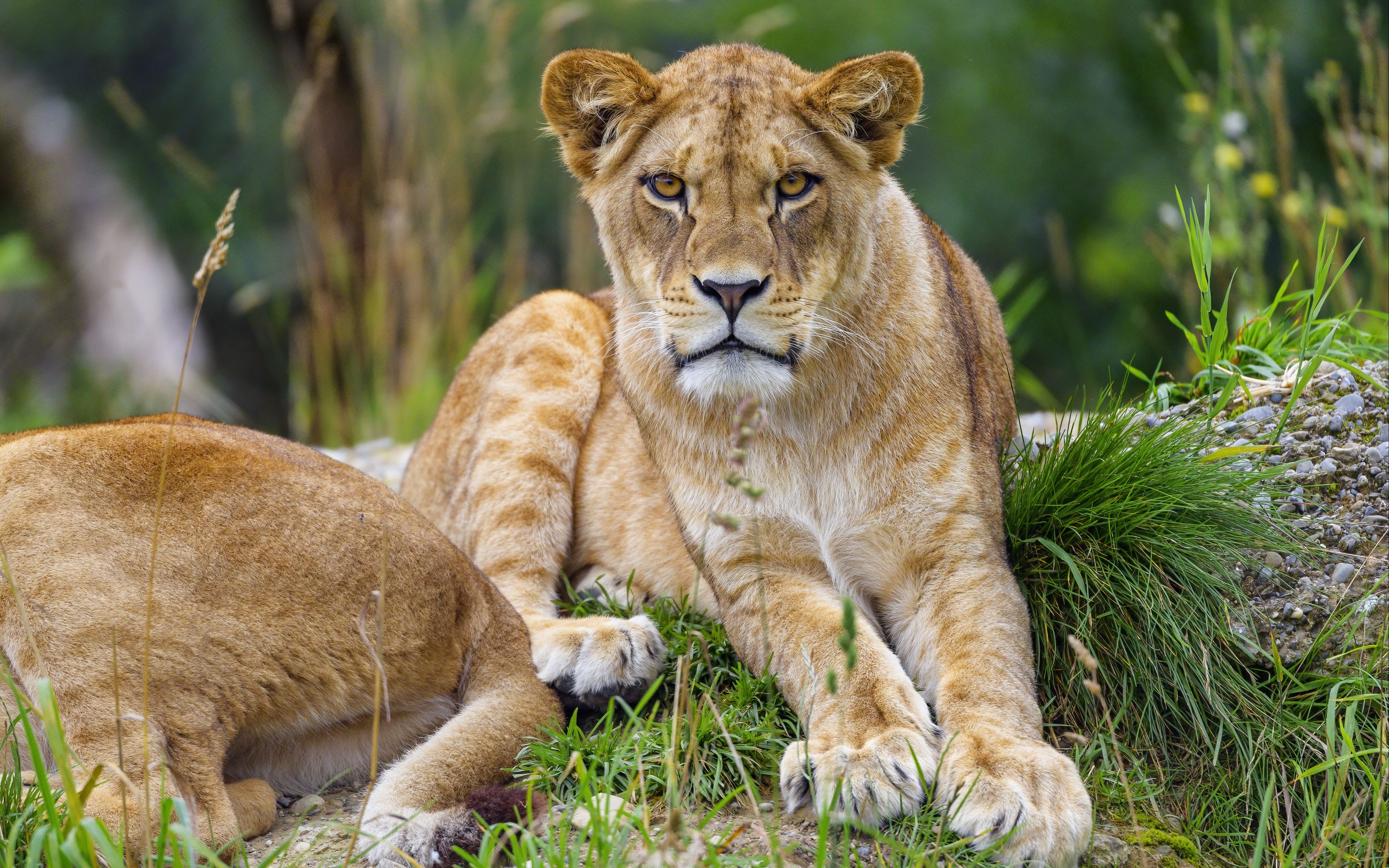 Download wallpaper 3840x2400 lioness, animal, glance, predator, big cat ...