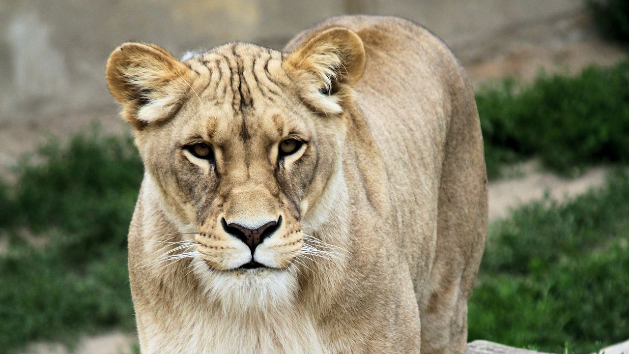 Wallpaper lioness, animal, predator, big cat
