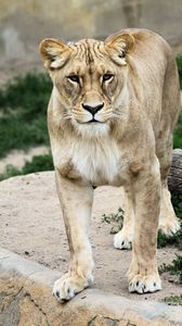 Preview wallpaper lioness, animal, predator, big cat