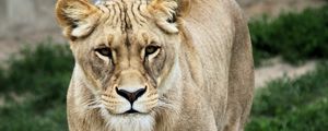 Preview wallpaper lioness, animal, predator, big cat