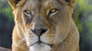 Preview wallpaper lioness, animal, predator, glance, big cat