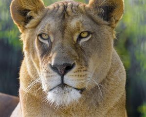Preview wallpaper lioness, animal, predator, glance, big cat