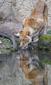 Preview wallpaper lioness, animal, predator, protruding tongue, water, reflection