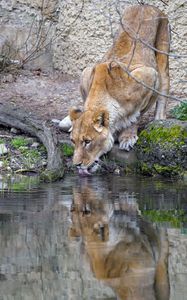 Preview wallpaper lioness, animal, predator, protruding tongue, water, reflection