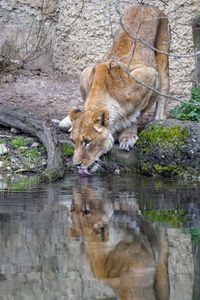 Preview wallpaper lioness, animal, predator, protruding tongue, water, reflection