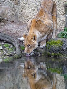 Preview wallpaper lioness, animal, predator, protruding tongue, water, reflection