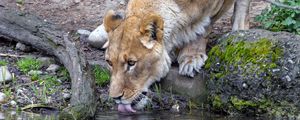 Preview wallpaper lioness, animal, predator, protruding tongue, water, reflection