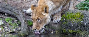 Preview wallpaper lioness, animal, predator, protruding tongue, water, reflection