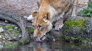 Preview wallpaper lioness, animal, predator, protruding tongue, water, reflection