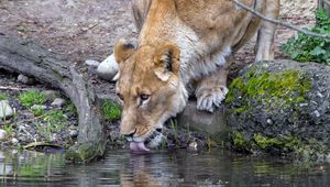 Preview wallpaper lioness, animal, predator, protruding tongue, water, reflection