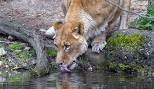 Preview wallpaper lioness, animal, predator, protruding tongue, water, reflection