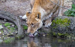 Preview wallpaper lioness, animal, predator, protruding tongue, water, reflection