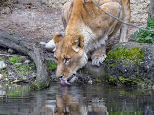 Preview wallpaper lioness, animal, predator, protruding tongue, water, reflection