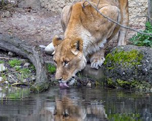 Preview wallpaper lioness, animal, predator, protruding tongue, water, reflection