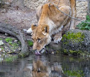 Preview wallpaper lioness, animal, predator, protruding tongue, water, reflection