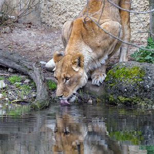 Preview wallpaper lioness, animal, predator, protruding tongue, water, reflection