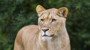 Preview wallpaper lioness, animal, predator, big cat, glance