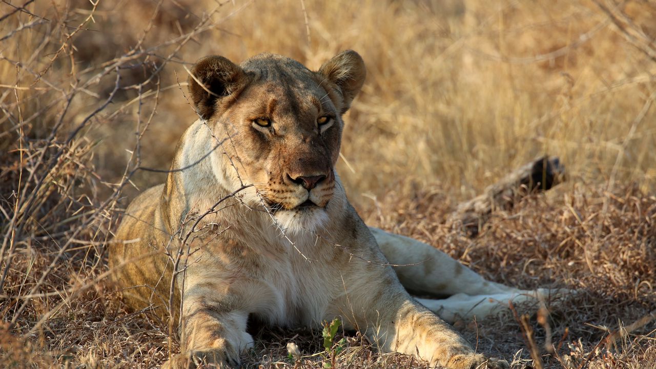 Wallpaper lioness, animal, predator, big cat, wildlife