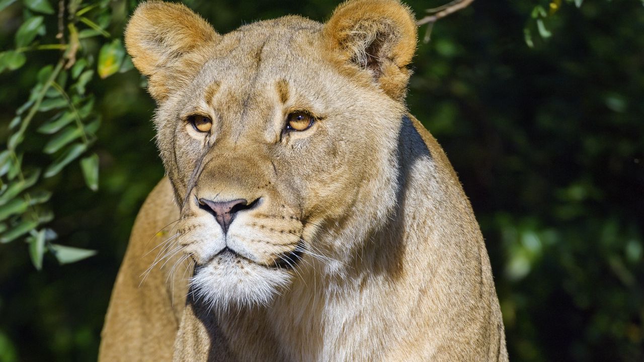 Wallpaper lioness, animal, predator, glance