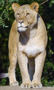 Preview wallpaper lioness, animal, predator, glance