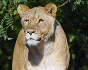 Preview wallpaper lioness, animal, predator, glance