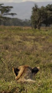 Preview wallpaper lioness, animal, predator, grass, wildlife