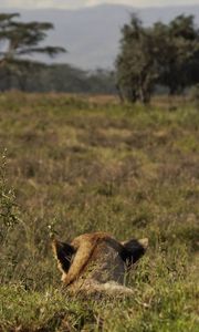Preview wallpaper lioness, animal, predator, grass, wildlife