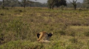 Preview wallpaper lioness, animal, predator, grass, wildlife