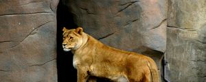 Preview wallpaper lioness, beautiful, nature reserve