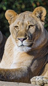 Preview wallpaper lioness, big cat, animal, predator, wild