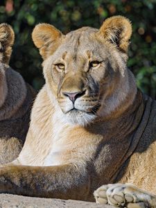 Preview wallpaper lioness, big cat, animal, predator, wild