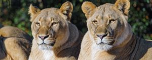 Preview wallpaper lioness, big cat, animal, predator, wild