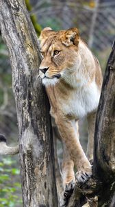 Preview wallpaper lioness, big cat, animal, tree, branches