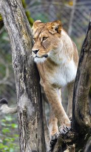 Preview wallpaper lioness, big cat, animal, tree, branches