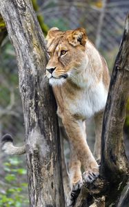 Preview wallpaper lioness, big cat, animal, tree, branches