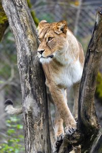 Preview wallpaper lioness, big cat, animal, tree, branches