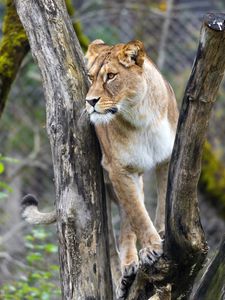 Preview wallpaper lioness, big cat, animal, tree, branches