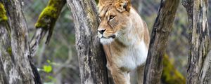 Preview wallpaper lioness, big cat, animal, tree, branches