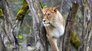 Preview wallpaper lioness, big cat, animal, tree, branches