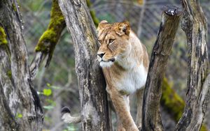 Preview wallpaper lioness, big cat, animal, tree, branches