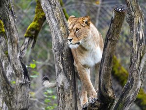 Preview wallpaper lioness, big cat, animal, tree, branches