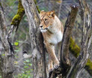 Preview wallpaper lioness, big cat, animal, tree, branches